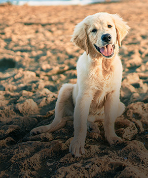 Banner Content Image: https://equi-box.co.uk/images/banner/source/Dog.h4d1Mbyf52.jpg?t=1620836639