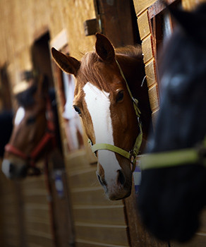 Banner Content Image: https://equi-box.co.uk/images/banner/source/Horse-%26-Stable.19p8iDQ1Mt.jpg?t=1620836639