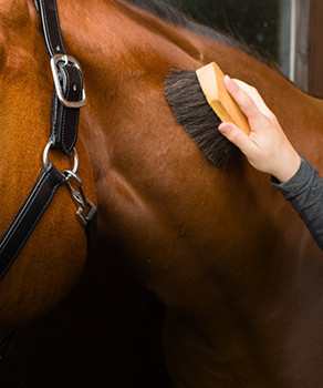Banner Content Image: https://equi-box.co.uk/images/banner/source/Horse-Grooming.28C4KXA0Hp.jpg?t=1620836638