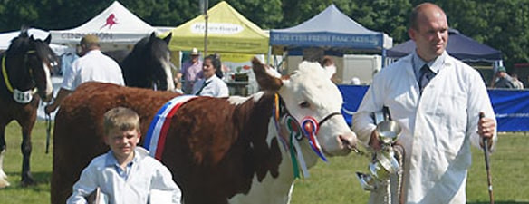 Pedigree Herefords Show