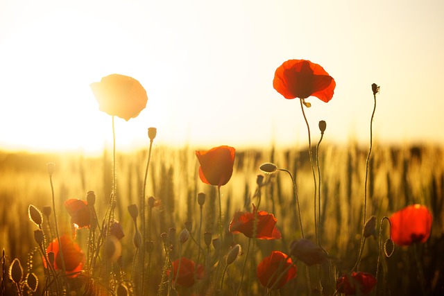 poppies in a hot field in summer