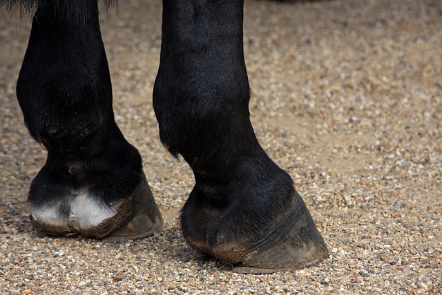 What is Laminitis?