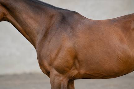 a horse shoulder close up