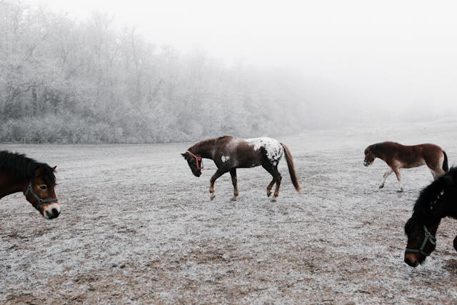 feeding horses in winter