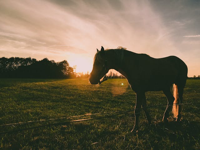 Horse in field