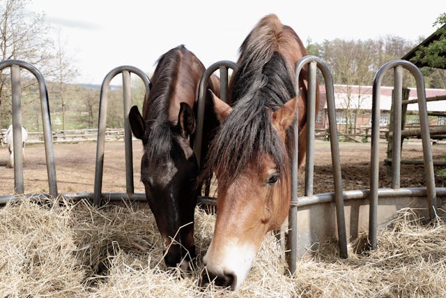 Benefits of Buying Horse Feed from Equi-Box