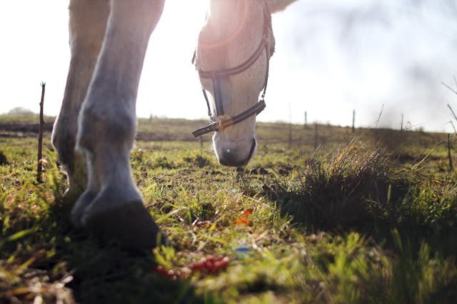 Horse Hoof Problems and How to Remedy Them