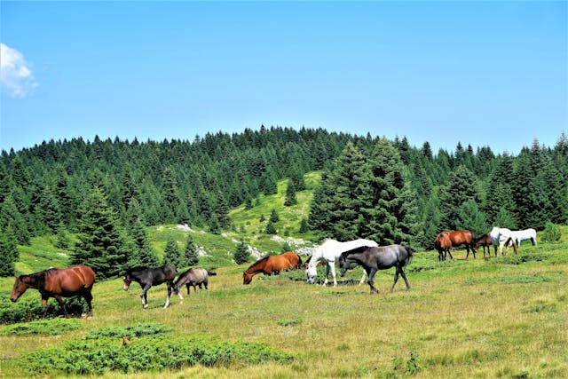 Choosing from a range of horses