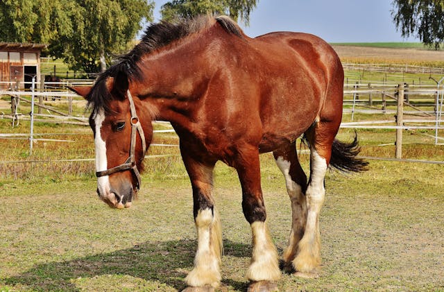 Maintaining a Healthy Horse Weight