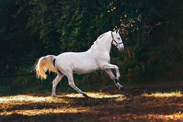 Understanding the Reasons Why Horses Get Spooked