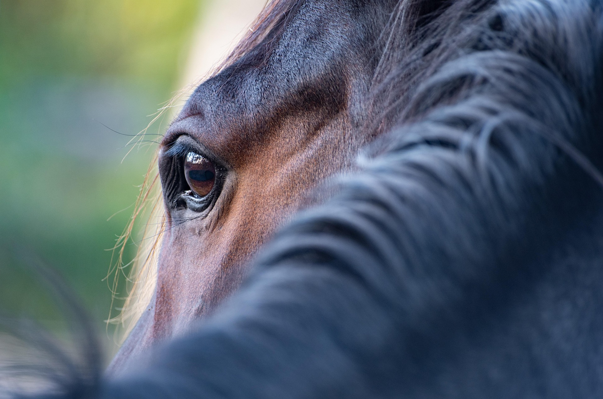 close up of horse eye