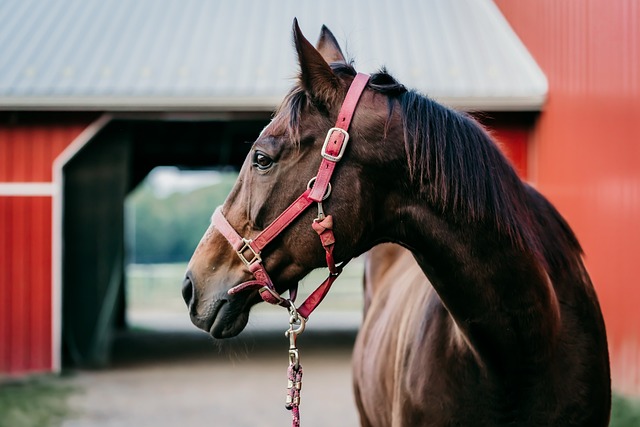 Horse grooming can help maintain a healthy lifestyle