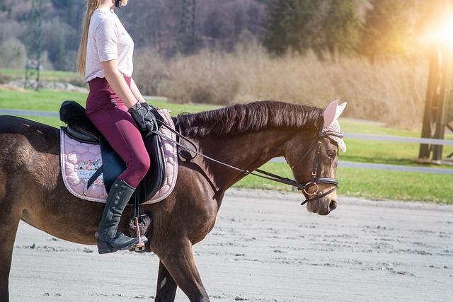 Training a horse