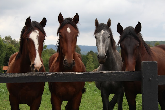 horse companions