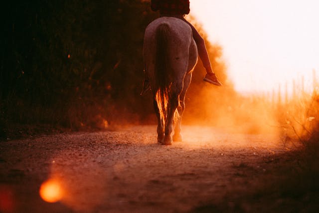 Horse riding at dusk