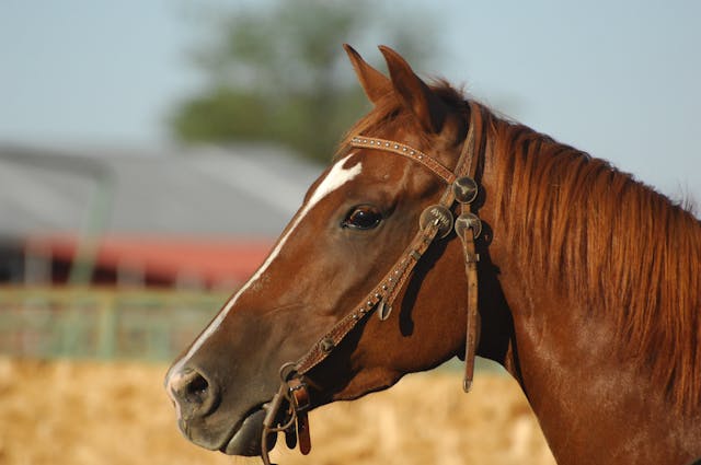 feeding senior horses