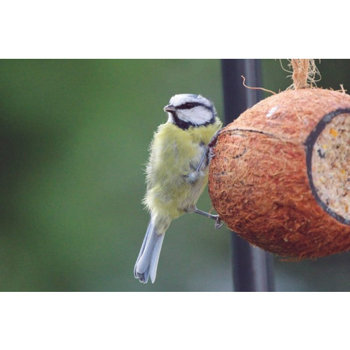 Henry Bell Suet Coconut Half