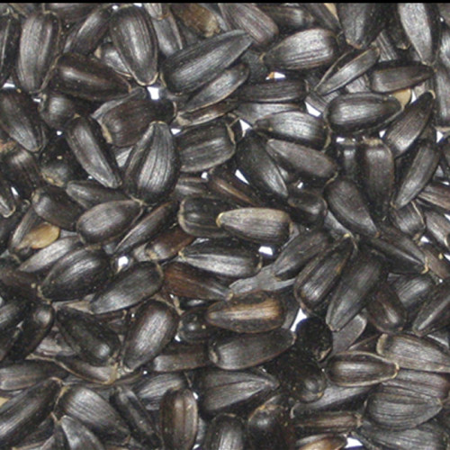 Bartholomews Black Sunflower