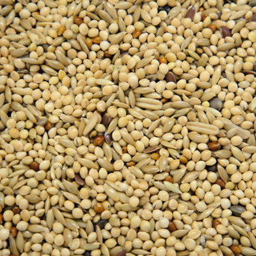 Colonel's Budgie Supreme