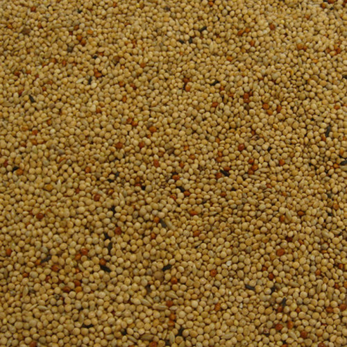 Bartholomews Foreign Finch