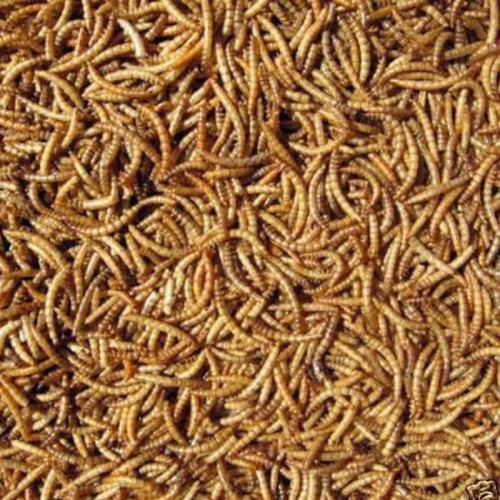 Colonel's Mealworms 12.55kg