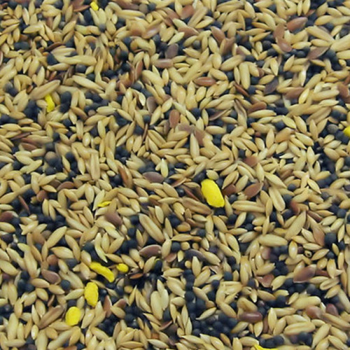 Bartholomews Mixed Canary (No.2)