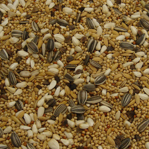 Bartholomews Parakeet & Lovebird