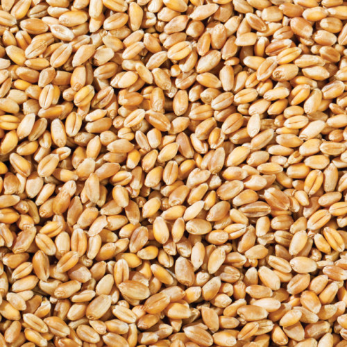 Whole Wheat