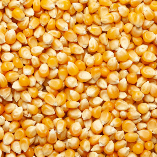 Maize Whole 20kg