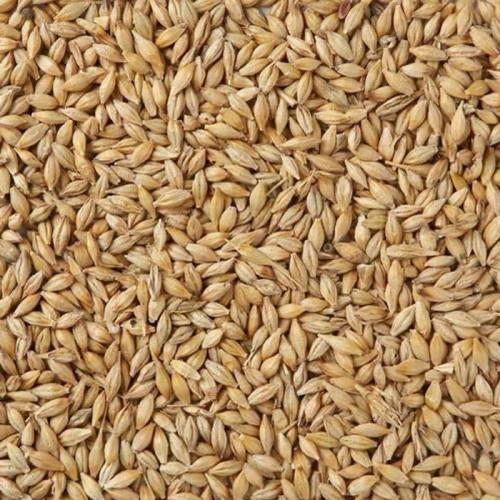 Whole Barley