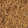 Colonel's Mealworms 12.55kg