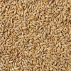 Whole Barley